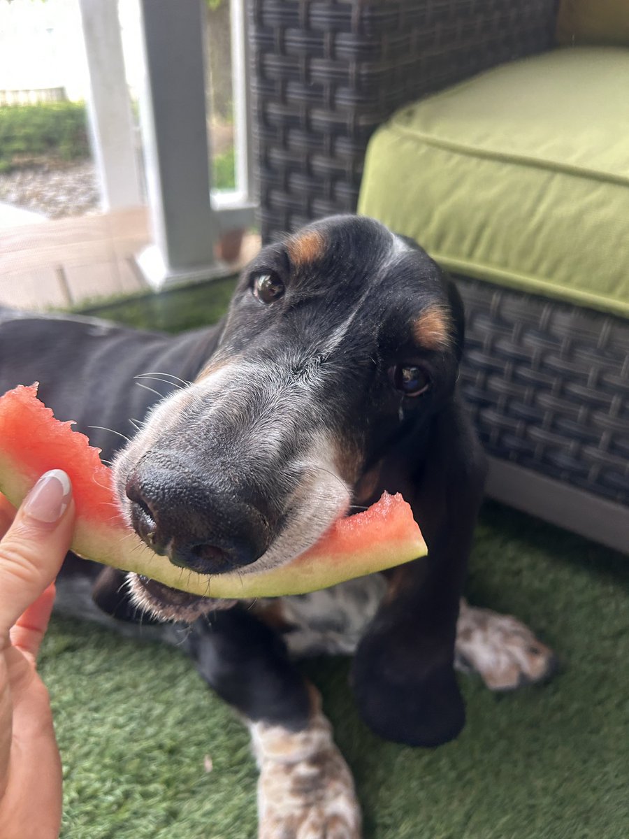 Bubba the 80 pound hound tweet media