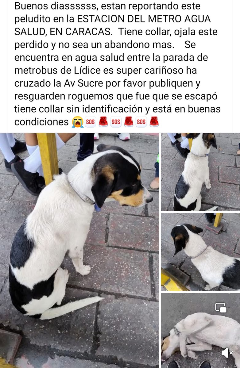 Necesita resguardo URGENTE por favor. Parece que está EXTRAVIADO. Agua Salud Caracas