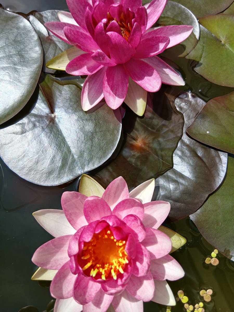 johanactout's tweet image. 今年最初の睡蓮