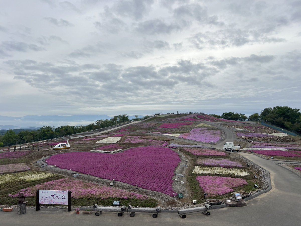 5/27
芝桜は見頃を過ぎ
残り約6〜7割の開花となりました。

#茶臼山芝桜 #芝桜まつり #芝桜