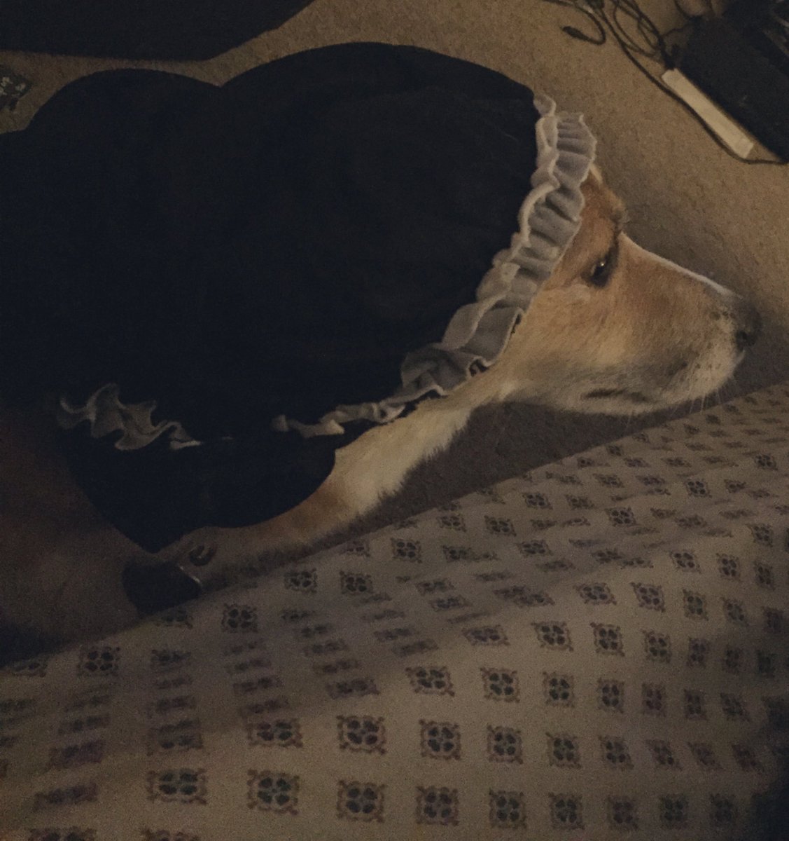 a_vanityxoxo's tweet photo. Late last night we had to put down my sweet angel and oldest Dog, “Foxy” after she got very sick on Friday. This weekend was very hard but watching CB &amp; being with family kept me going! I’m just happy she’s no longer suffering, she was perfect &amp; gave me the best 17 years! ❤️ https://t.co/StNvhPKVy1