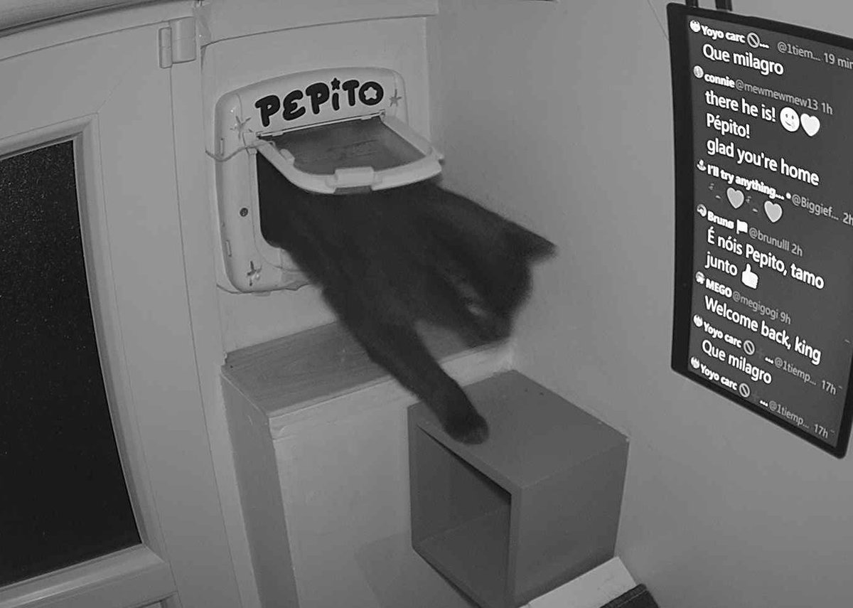 PepitoTheCat's tweet photo. Pépito is back home (02:12:29) https://t.co/7pYxG4tzEA
