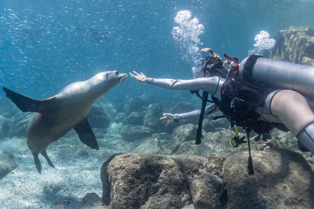 halay100's tweet image. There's a lot of good dive sites in California