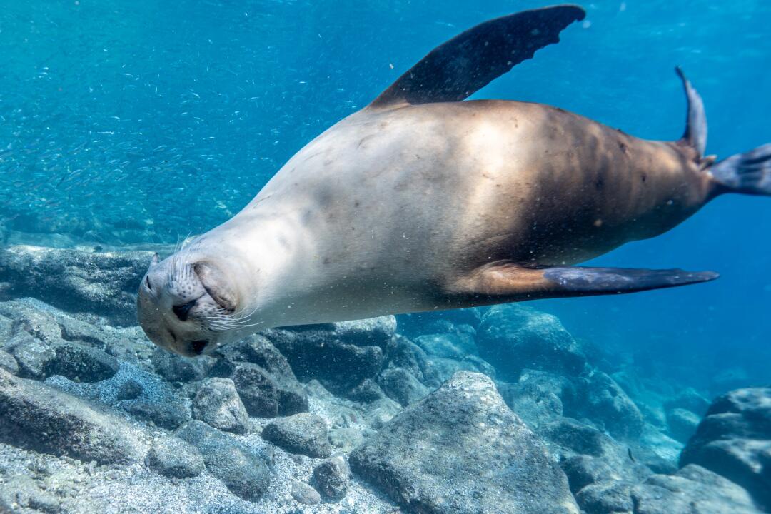 halay100's tweet image. There's a lot of good dive sites in California