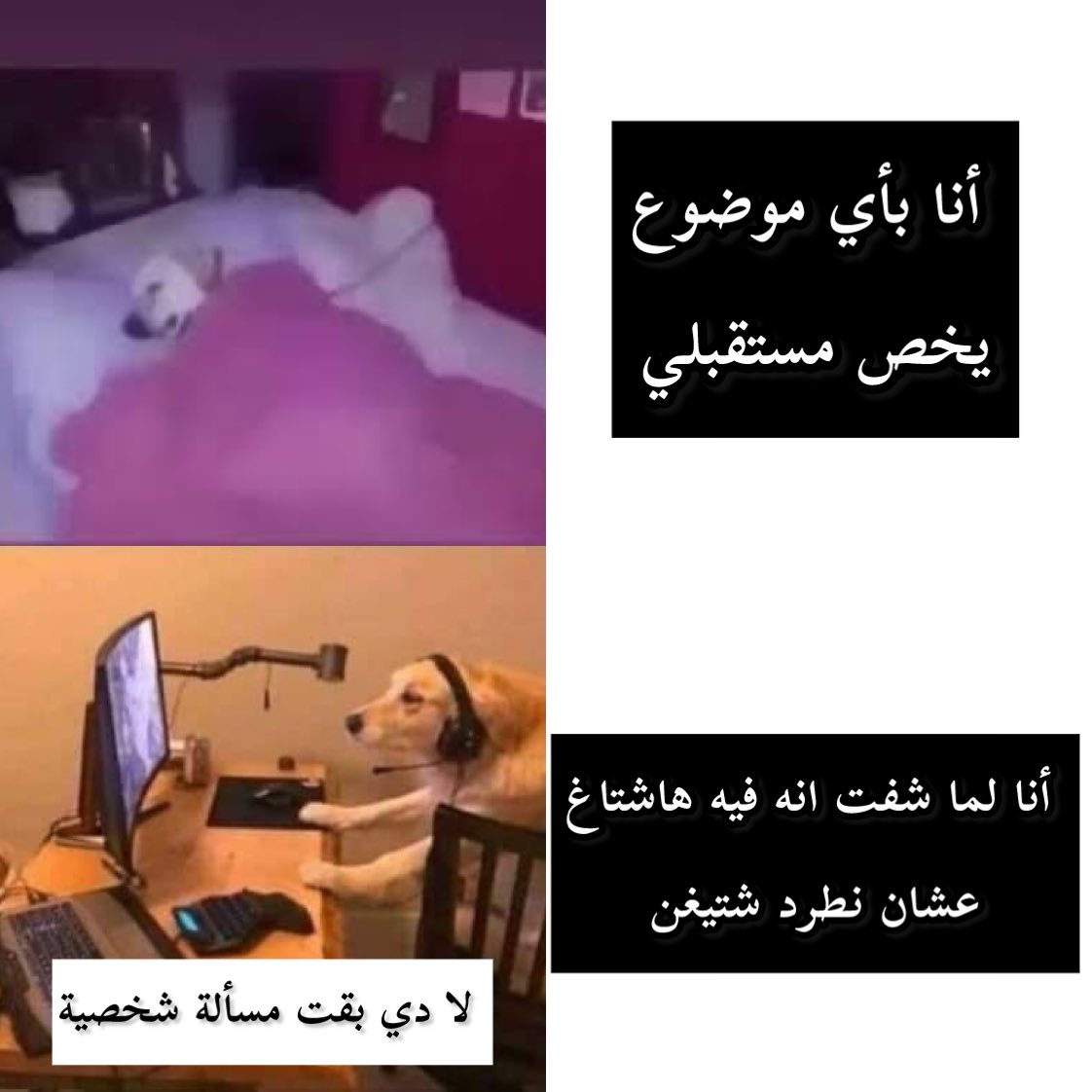 SARA tweet media