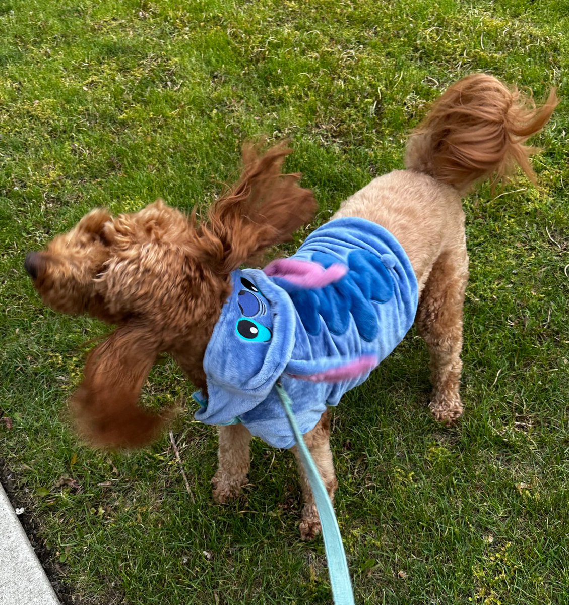 Mandy (@mandylorianm) on Twitter photo It’s embarrassing, but he’s not embarrassed. 😅❤️
<a href="/LiloAndStitchLA/">Lilo And Stitch News/Updates</a> <a href="/LiloStitchLA/">Lilo & Stitch News</a> <a href="/PetSmart/">PetSmart</a> It’s embarrassing, but he’s not embarrassed. 😅❤️
<a href="/LiloAndStitchLA/">Lilo And Stitch News/Updates</a> <a href="/LiloStitchLA/">Lilo & Stitch News</a> <a href="/PetSmart/">PetSmart</a>