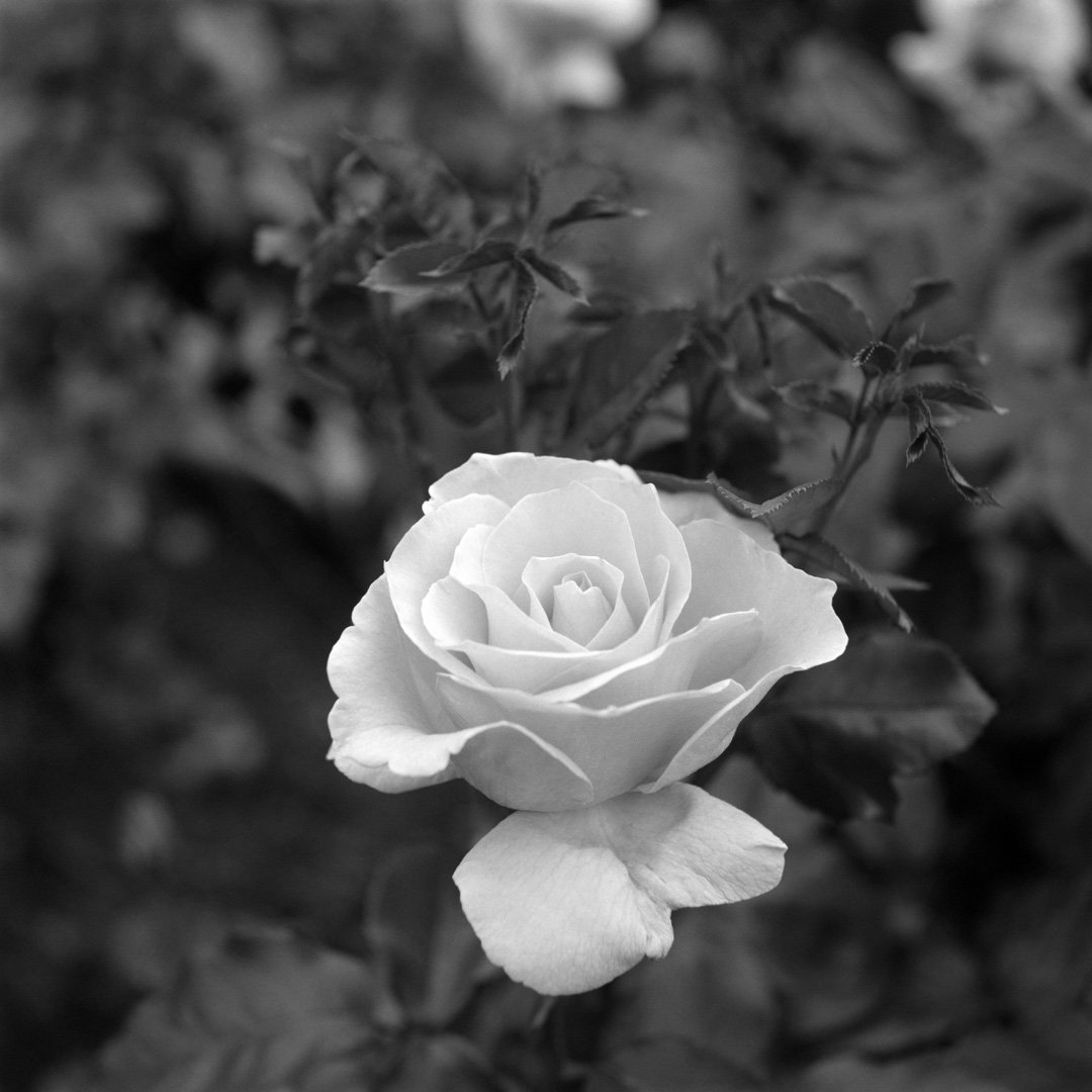 kei_arika's tweet photo. Days.
神代植物公園 2025.04

RolleicordⅠ / Triotar 7.5cm F4.5 / DELTA100

#rolleicord #rolleicord1 #rollei #carlzeiss #triotar #ilford #delta100 #filmphotography https://t.co/o38YRrVYKH