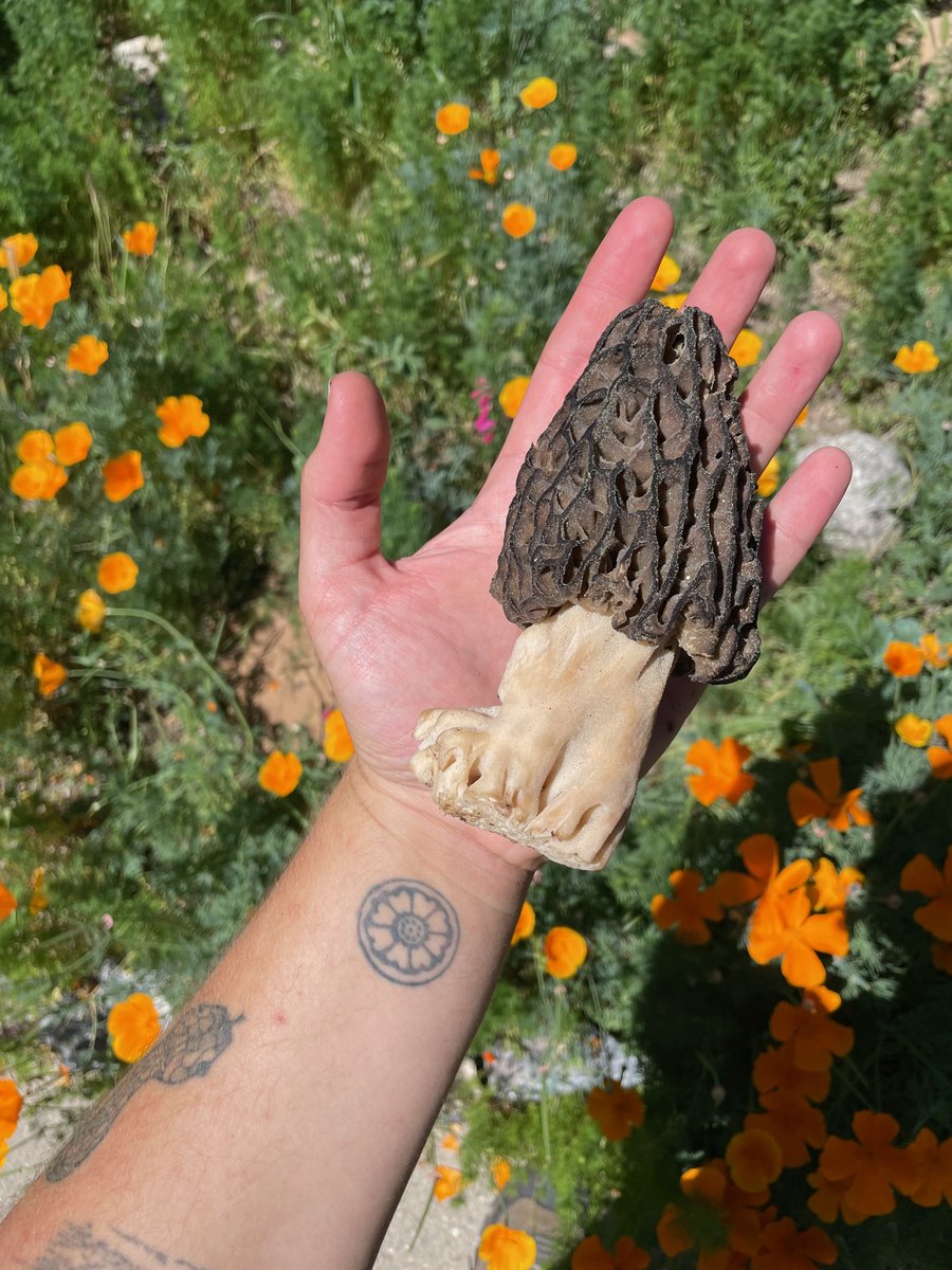 iketheguy's tweet photo. The big morel in the sky is in fact a real deity and it smiles graciously upon me this year https://t.co/mBDqnNv4Rm