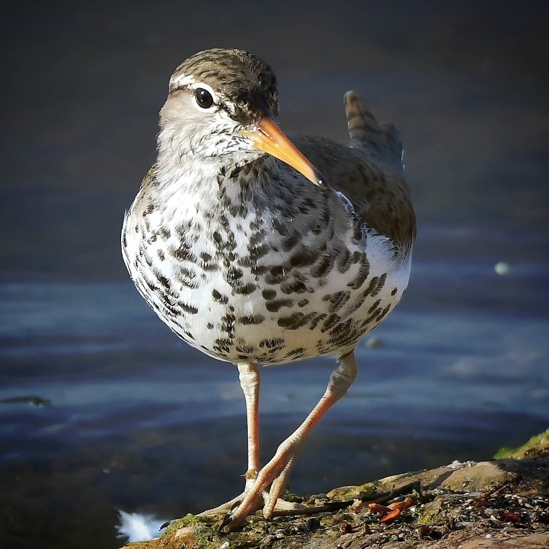Spotted Sandpiper at Chew Valley Lake, Somerset
