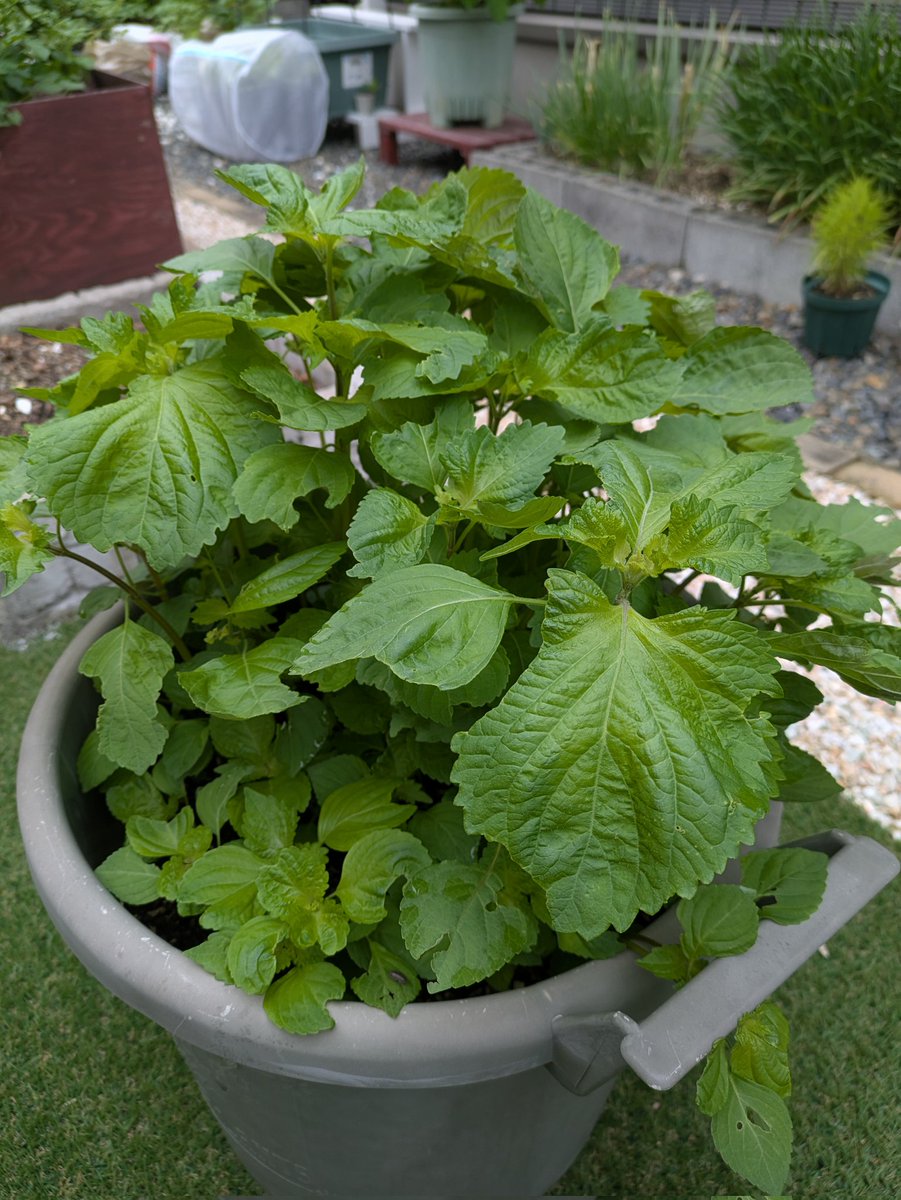 ずぼら蒔き大葉。さすがにちょっとずつ間引いてましたが、さらにワサワサと…😅
今日の夕方にでも間引くか😚