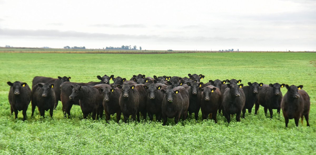 Vaquillonas y vacas Angus PC preñadas, coloradas y negras, de "Santo Tomás de la Sierra" de Estancias y Cabaña Don Benjamín, para el 6° Remate Litoral de Cabañas Integradas Santafesinas.
4 de julio.
Colonia Silva (Santa Fe)