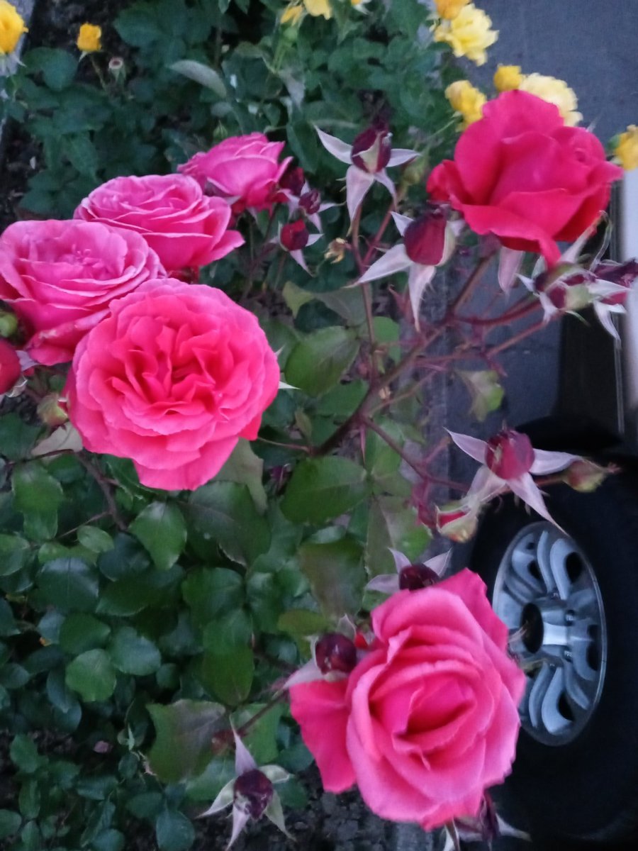 Today is Memorial Day.
To all the loved ones we've lost;
Honor them...
Salute them...
Respect them...
Remember them all.
They gave their lives so that
we can live ours.

Have a safe, happy, healthy holiday
and a great week.

#MemorialDay #rememberthefallen