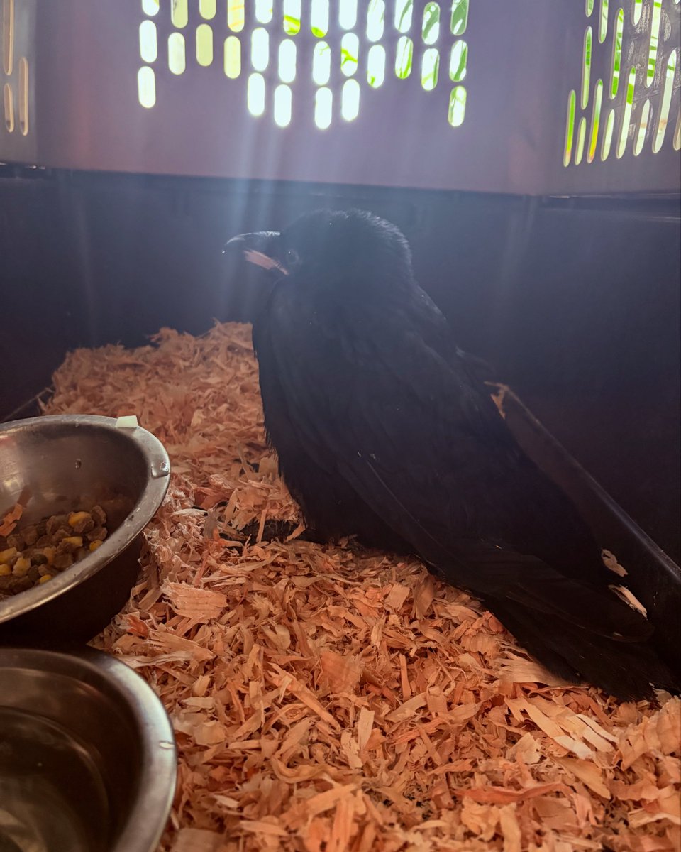 RubyFaesRealm's tweet image. Sooo . . this happened today 🖤🐦‍⬛

#AlwaysWatching