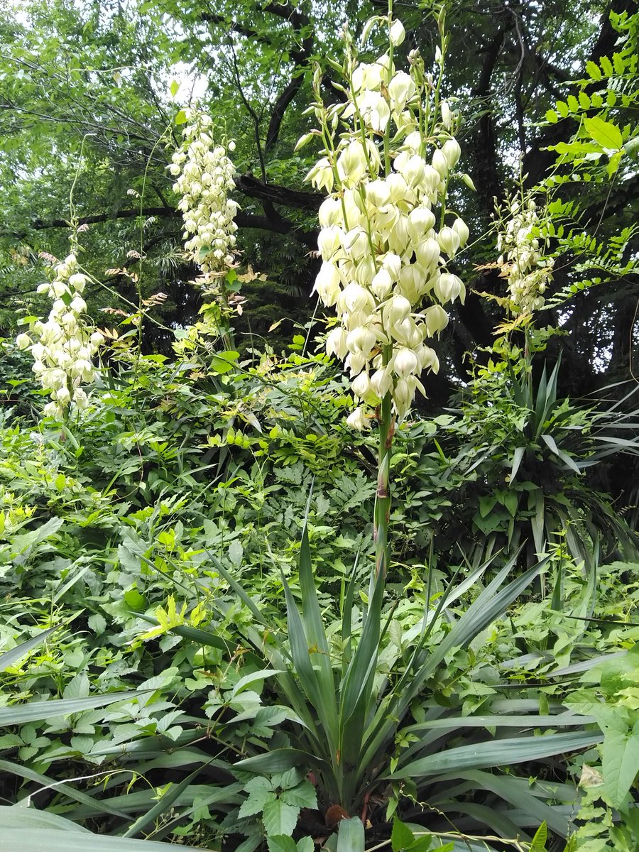 キミガヨラン Yucca gloriosa L. var. recurvifolia (Salisb.) Engelm.

園内地区D14で開花しています。北アメリカ原産で、5～6月頃と9～10月頃、年２回の開花期があります。

#小石川植物園
#クサスギカズラ科