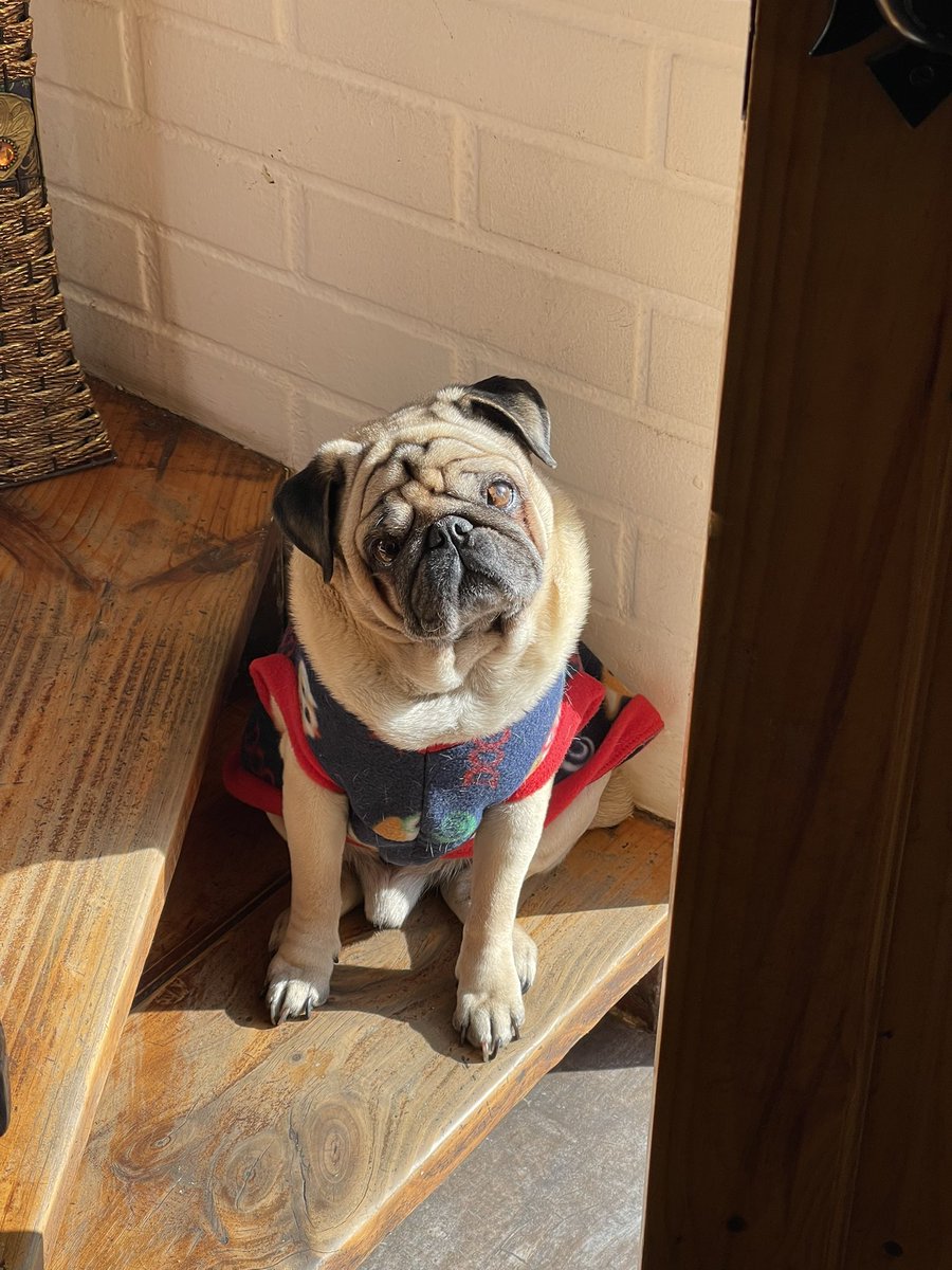 LeonorToro6's tweet photo. 🖤🦋🐶 mi bebé hermoso 11 años 
@itsdougthepug #pug #الاتحاد_ضمك #ラヴィット #fido #perropug https://t.co/wGkMg61jIc