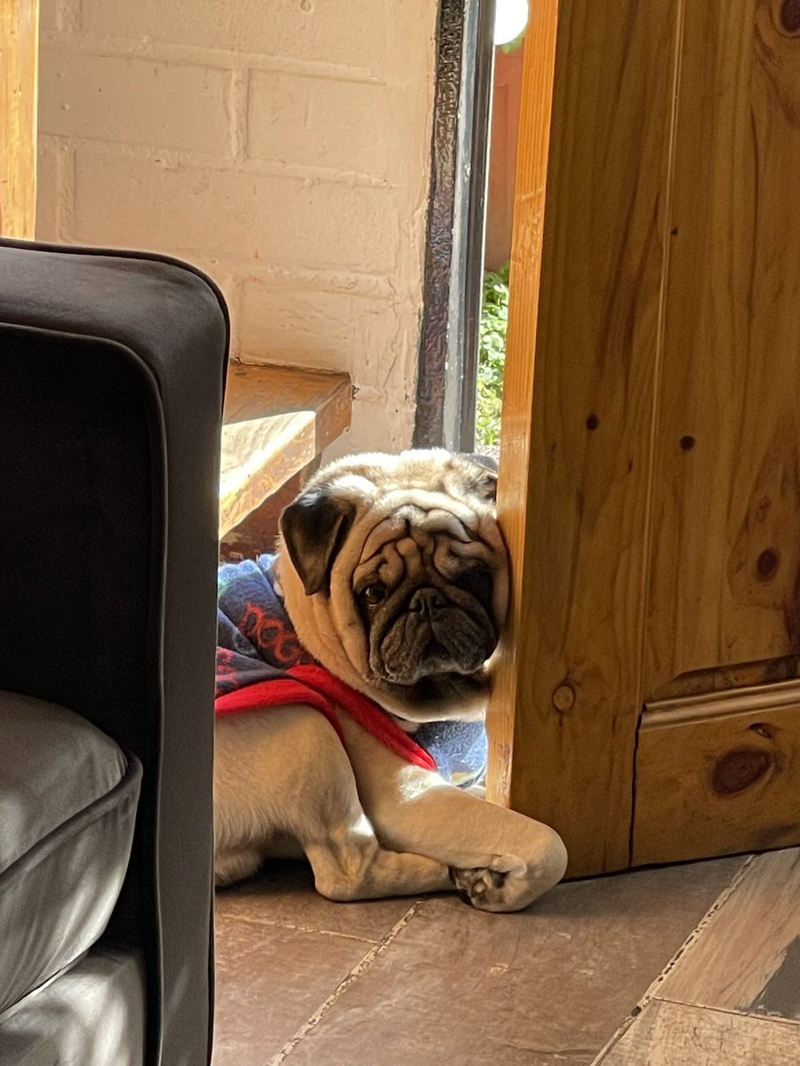 LeonorToro6's tweet photo. 🖤🦋🐶 mi bebé hermoso 11 años 
@itsdougthepug #pug #الاتحاد_ضمك #ラヴィット #fido #perropug https://t.co/wGkMg61jIc