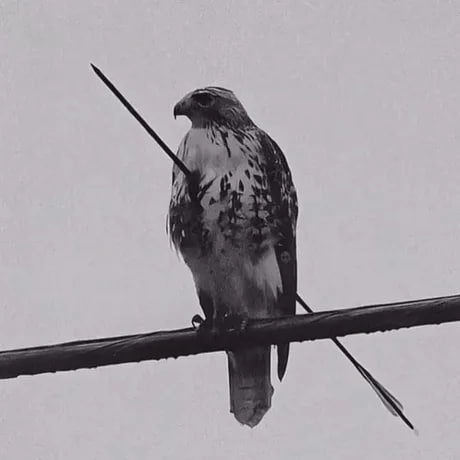 lynk tweet media