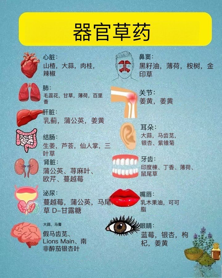器官的草药！