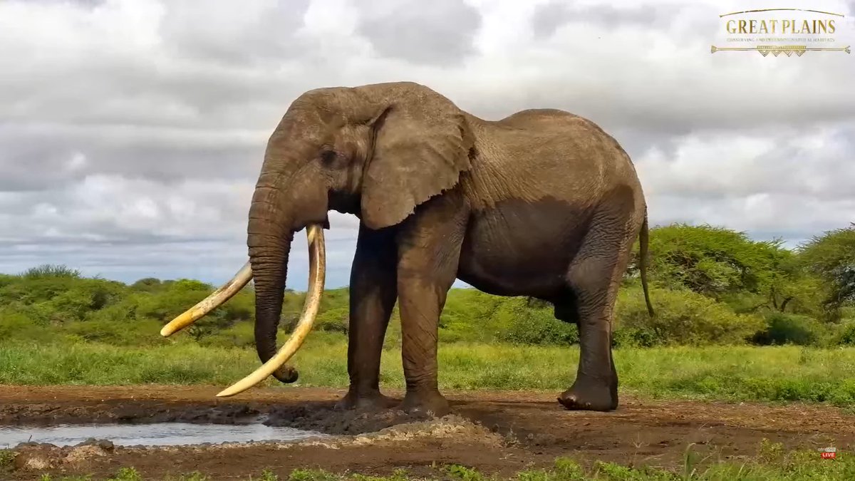 prox4u's tweet photo. #africanwildlive ol donyo https://t.co/oOGBd088Vy