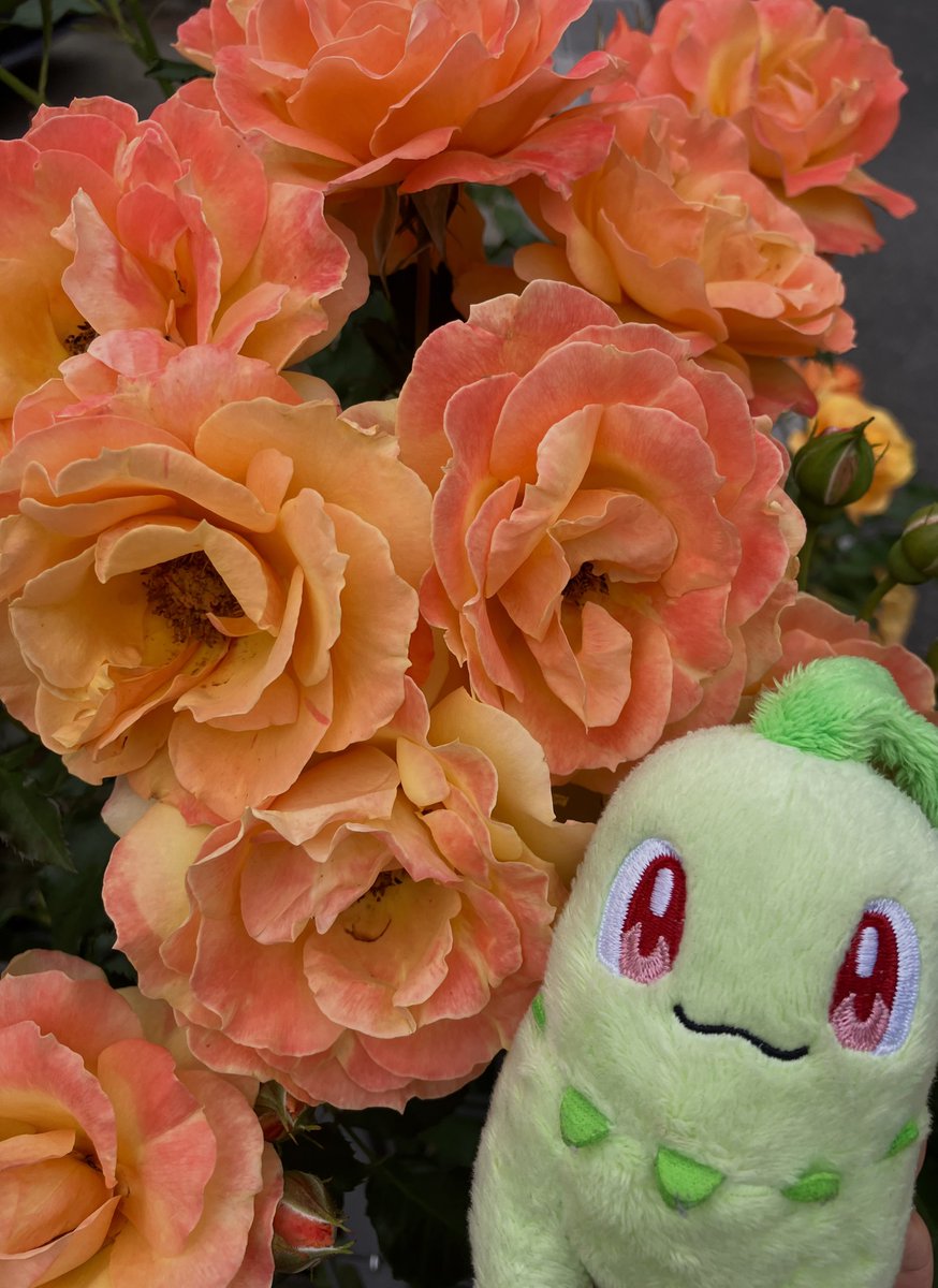 ゲン川チコ児 (@gen_chiko) on Twitter photo 