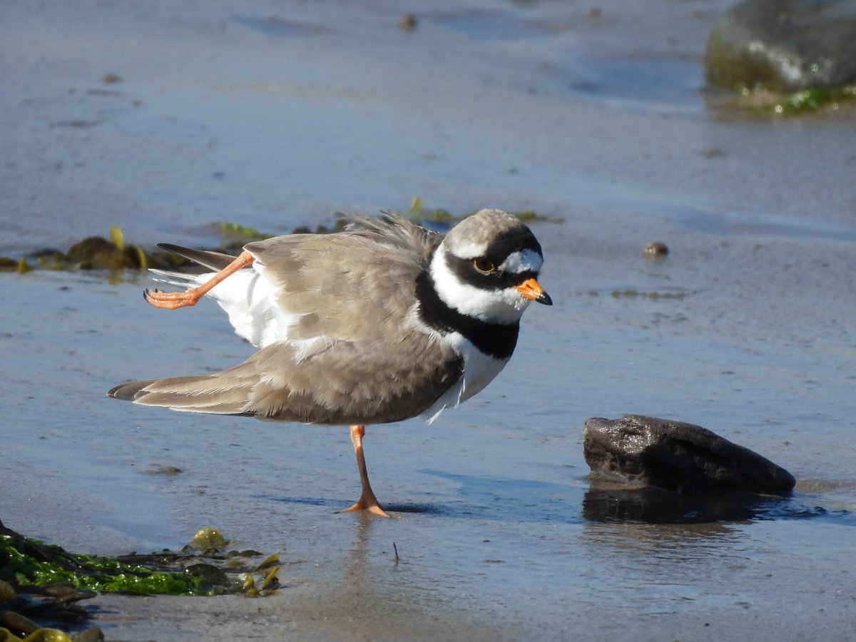 alan revel (@alanrevel) on Twitter photo Yoga time for this Ringed Plover in Seahouses harbour.
#nature #wildlife #northumberland #seahouses #springwatch <a href="/Natures_Voice/">RSPB</a> <a href="/NTBirdClub/">Northumberland & Tyneside Bird Club</a> <a href="/NorthWildlife/">Northumberland Wildlife Trust</a> <a href="/BBCSpringwatch/">BBC Springwatch</a> Yoga time for this Ringed Plover in Seahouses harbour.
#nature #wildlife #northumberland #seahouses #springwatch <a href="/Natures_Voice/">RSPB</a> <a href="/NTBirdClub/">Northumberland & Tyneside Bird Club</a> <a href="/NorthWildlife/">Northumberland Wildlife Trust</a> <a href="/BBCSpringwatch/">BBC Springwatch</a>