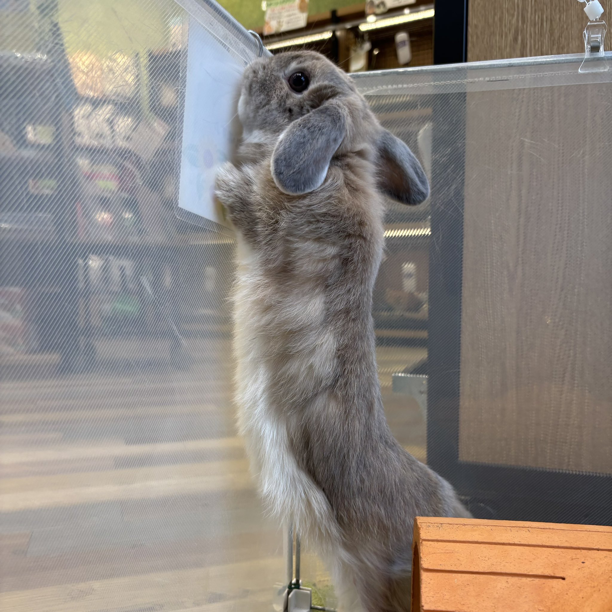 うさぎのしっぽオリナス錦糸町店 on X: 
