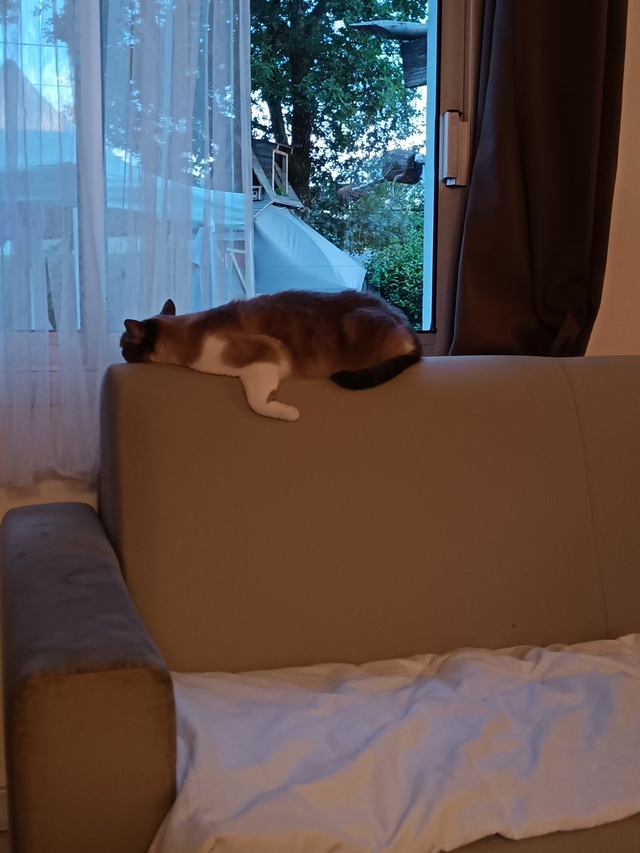 emelle_pe's tweet photo. Qui a déjà vu une chatte dormir comme ça 🤨🤔
#PassionChat https://t.co/SFA8ElgDE8