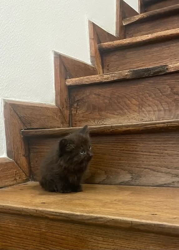 vicsuzie's tweet photo. Les popains une collègue de l'humaine a ce bébé chez elle et ne peut pas le garder. Quelqu'un du côté de Pau pour le chadopter ?? https://t.co/0VjWrzEWDg