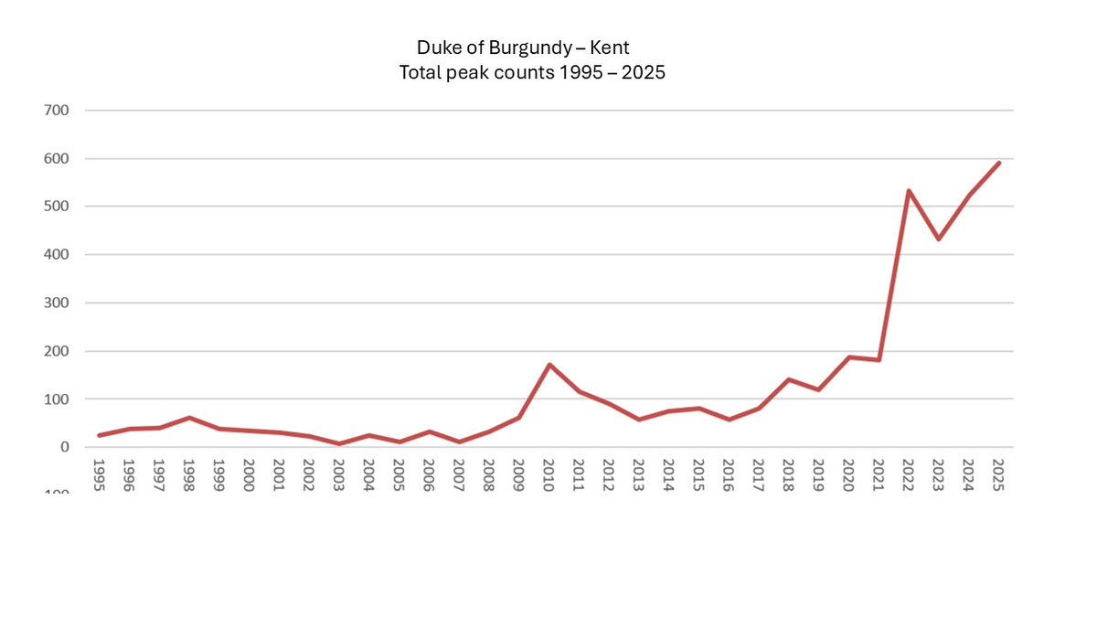 kentdowns6's tweet image. A record year for dukes with a total peak count of 590, a mix of well established colony sites, newly establishing colonies & record year for single dukes at new locations across the landscape. Thx to @BCkentBranch vols. Kent farmers creating new habitats, driving nature recovery