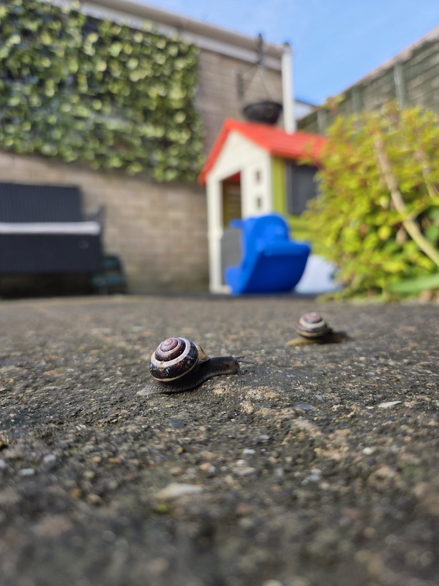 Caught these two moving across the garden this morning on my way out. No urgency, no stress, just steady progress.

Sometimes, that’s all you need to do, move forward, quietly, at your own pace.

Here’s to post-bank holiday energy. We’re still moving, however fast suits you! ✌️