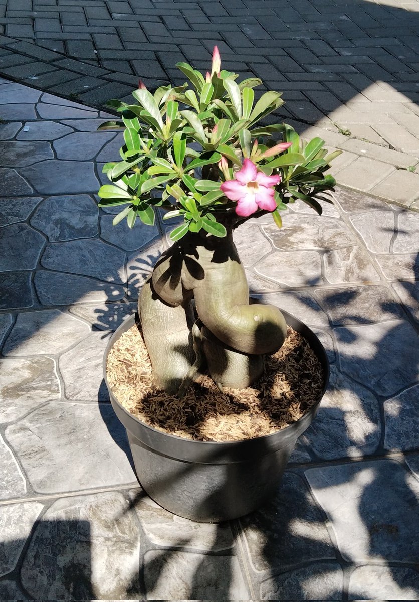 momon_darsono's tweet photo. Adenium obesum, koleksi anyaran.. https://t.co/1yamfTaF8M