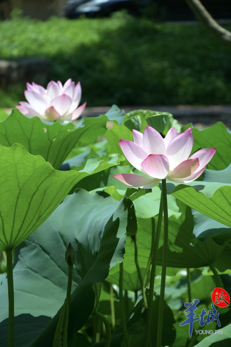 CulturalLingnan's tweet photo. 🍃#Summer is here!
🤩 #Caotang Park in #Dongguan dazzles with blooming pink-and-white #lotuses, 🪷emerald #leaves, and #cicada songs.
Breathe in the lotus breeze and soak up the #season! 🌺
#SplendidLingnan https://t.co/qD9LRxNkkg