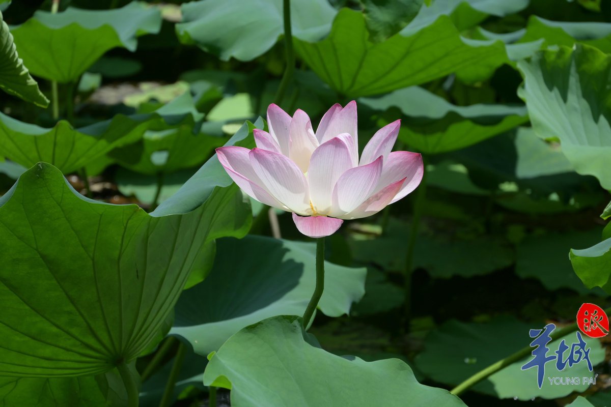 CulturalLingnan's tweet photo. 🍃#Summer is here!
🤩 #Caotang Park in #Dongguan dazzles with blooming pink-and-white #lotuses, 🪷emerald #leaves, and #cicada songs.
Breathe in the lotus breeze and soak up the #season! 🌺
#SplendidLingnan https://t.co/qD9LRxNkkg