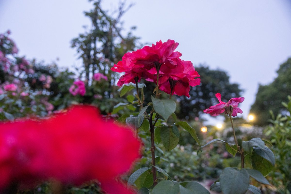 夜の薔薇園も良かったので次は晴れた日の昼間にいきたい。来週はイングリッシュローズガーデンに行きたい🌹