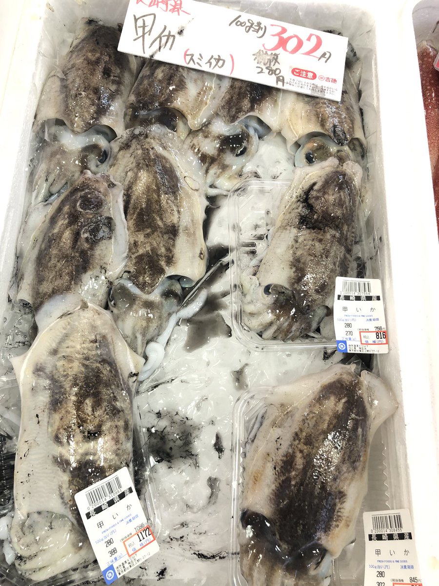 イカです⭐︎ 🦑イカ🦑イカ🦑