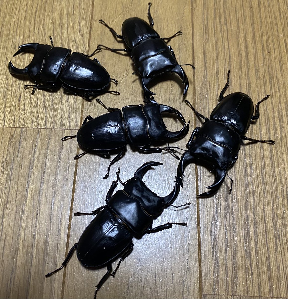 イカツイ角が特徴的なセンチコガネ　ペア！ Yahoo!オークション -「オオセンチコガネ」(虫類) の落札相場