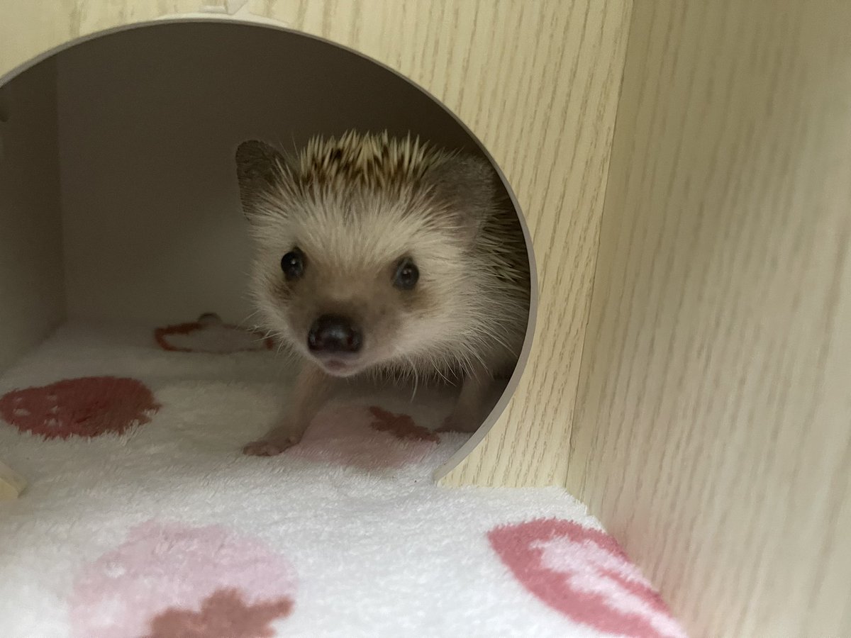 あーちゃんお薬大好きすぎて😦
朝夜の1日2回あげてるんだけど、匂いでテントから出てきて喜んで飲んでる！笑
先生いわく結構苦いらしい🤣
飼い主からしたらありがたいけどね😊笑

※あーちゃんはとっても元気です