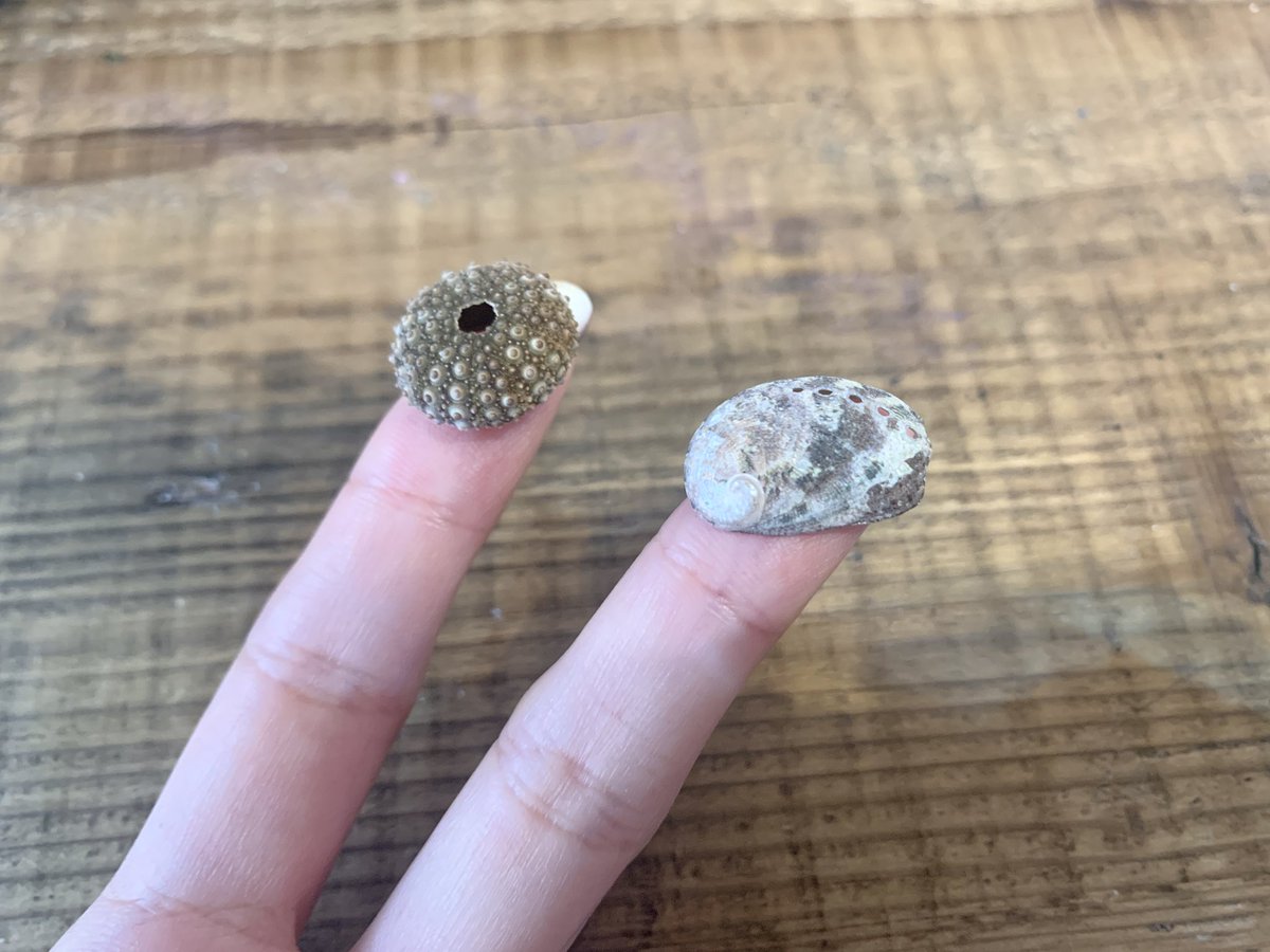 ちちゃウニ　ちちゃアワビ