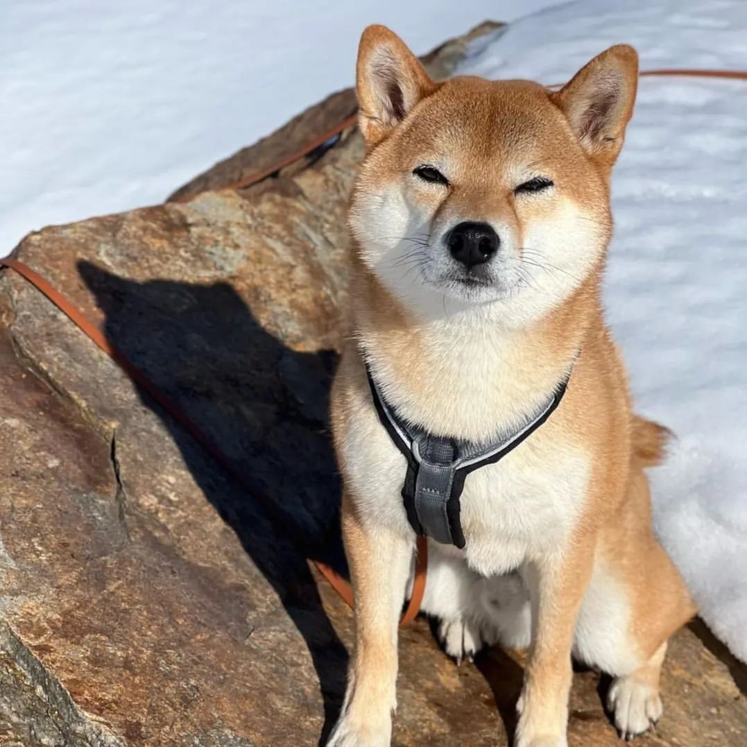 狗急VPN，支持ChatGPT、高速稳定不卡顿，不限流量放心用～goj123.com/app/t20.html（复制到浏览器中打开）