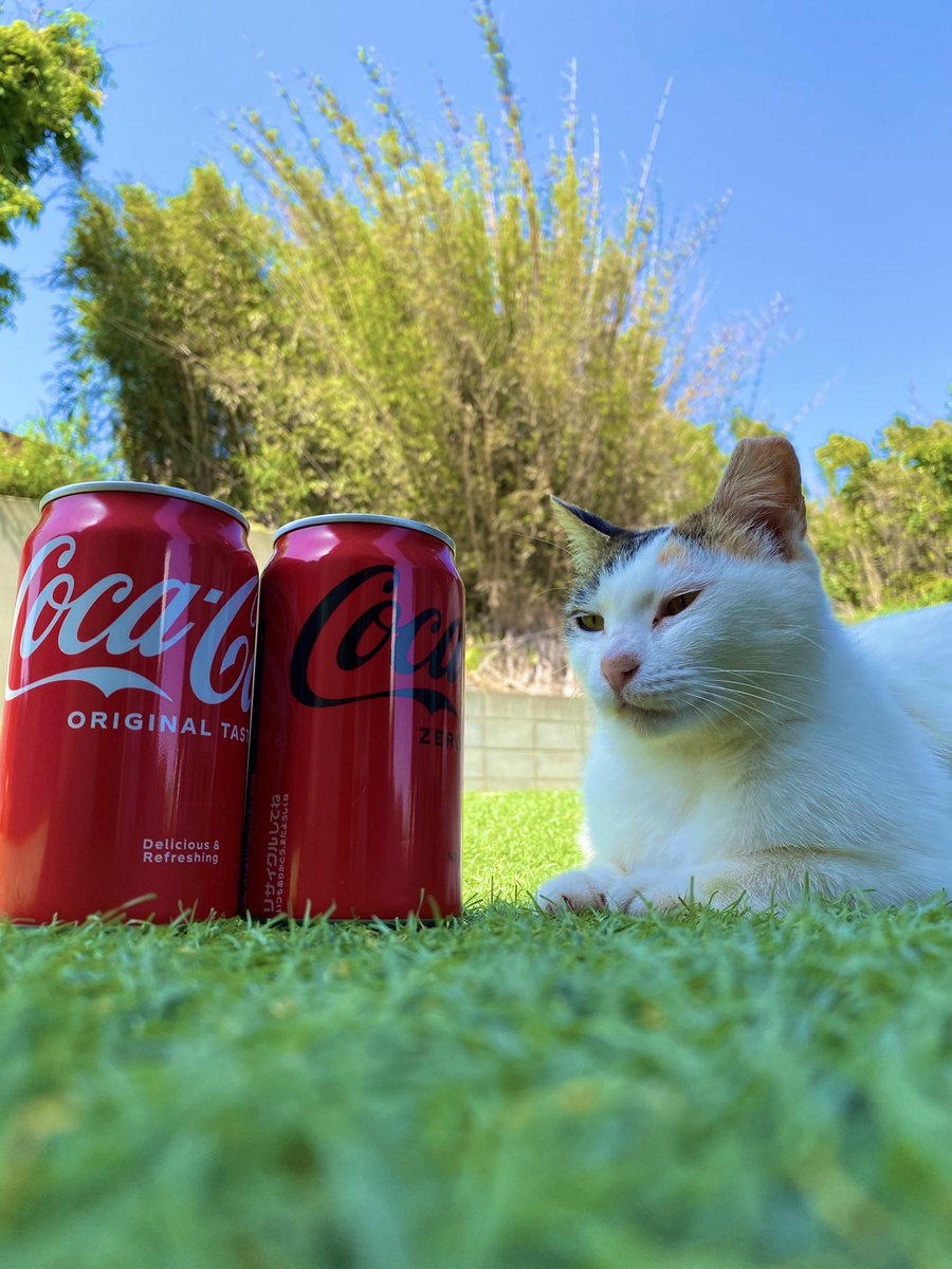 あぢぃ〜🥵💦

シロミちゃんカッコいいなぁ😾
cokeと青空が似合う野良ちゃん😁

コカコーラーさんチャンスですよ✨✨
なんのチャンスかわからんけど😂