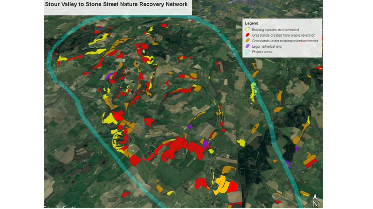 kentdowns6's tweet image. A record year for dukes with a total peak count of 590, a mix of well established colony sites, newly establishing colonies & record year for single dukes at new locations across the landscape. Thx to @BCkentBranch vols. Kent farmers creating new habitats, driving nature recovery