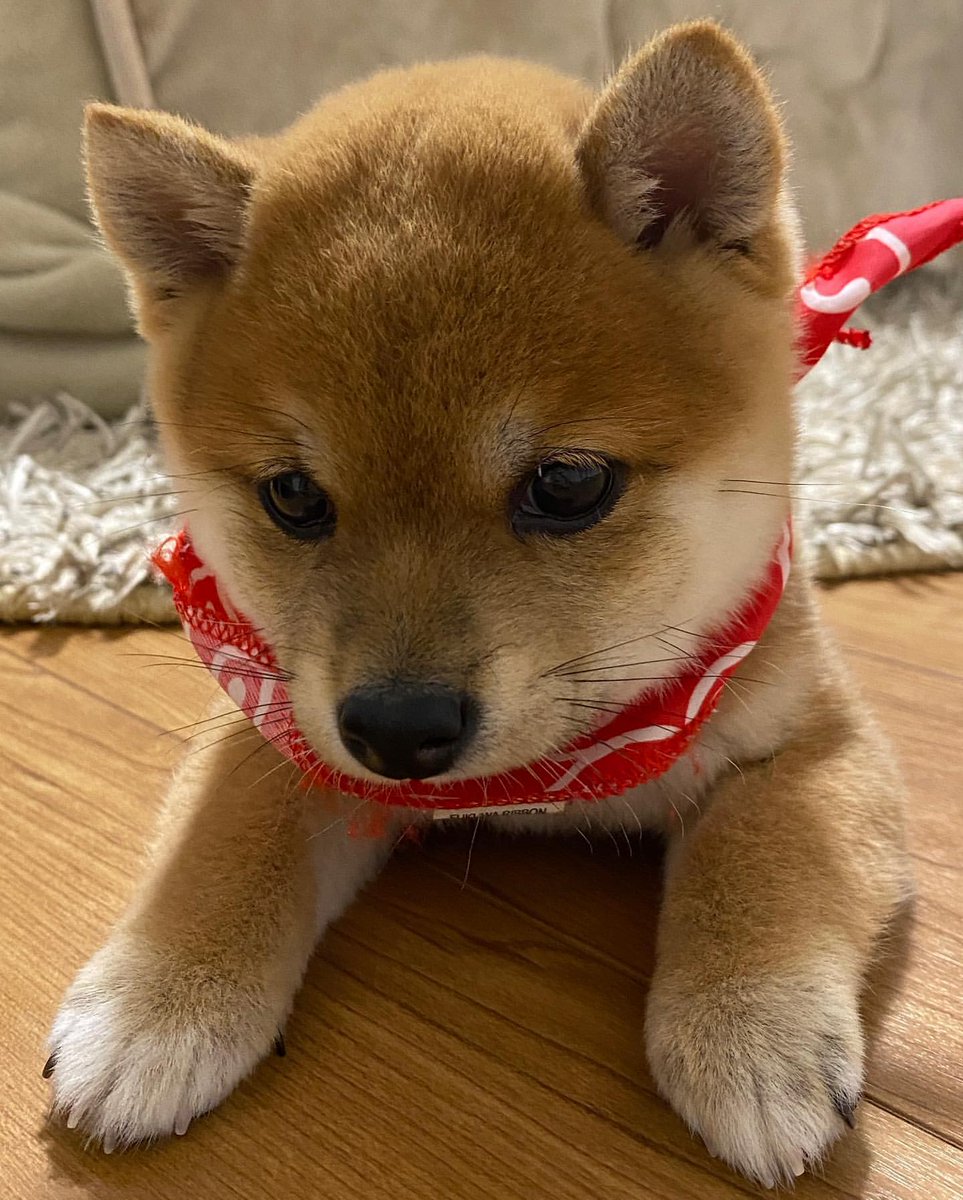 狗急VPN，支持ChatGPT、高速稳定不卡顿，不限流量放心用～goj123.com/app/t20.html（复制到浏览器中打开）