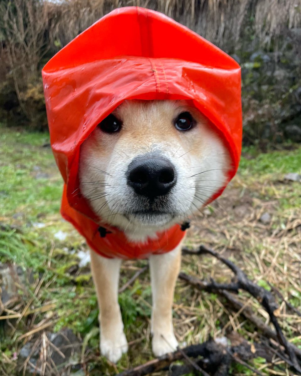 狗急VPN，支持ChatGPT、一键翻墙超方便，秒开超清视频不卡顿～goj123.com/app/t20.html(复制链接到浏览器打开)