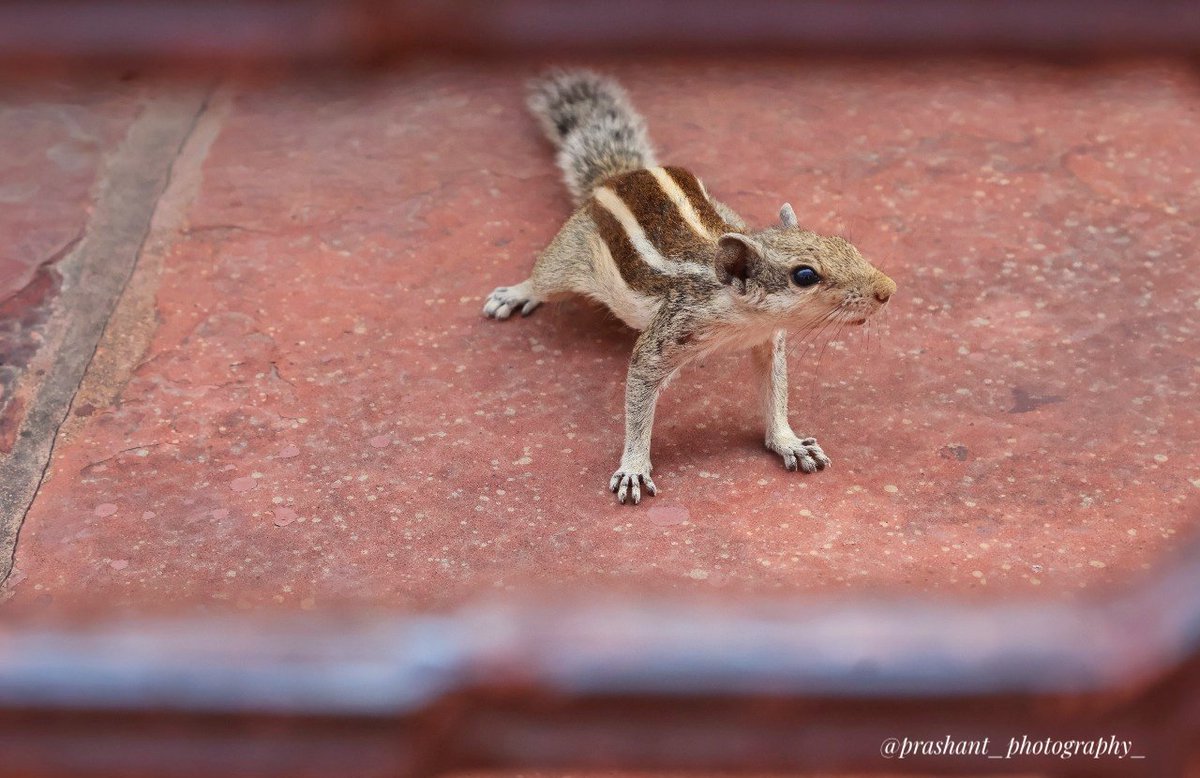 im__prashant___'s tweet photo. Squirrel πΏοΈ.....
.
.
.
.
.
#squirrel #squirrelsofinstagram #squirrels #nature #wildlife #squirrellove #squirrellife #eichh #animals #naturephotography #wildlifephotography #squirrelphotography #squirrelwatching #redsquirrel #rnchen #photography #squirrelsofig #animal https://t.co/suxga6Pl5z