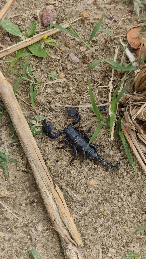 NFTking1561's tweet image. Found this while prepping my farmland for the season — #EmperorScorpion straight out of the soil!
Nature always has surprises waiting.
#FarmLife #Nigeria #WildlifeEncounter #Agriculture