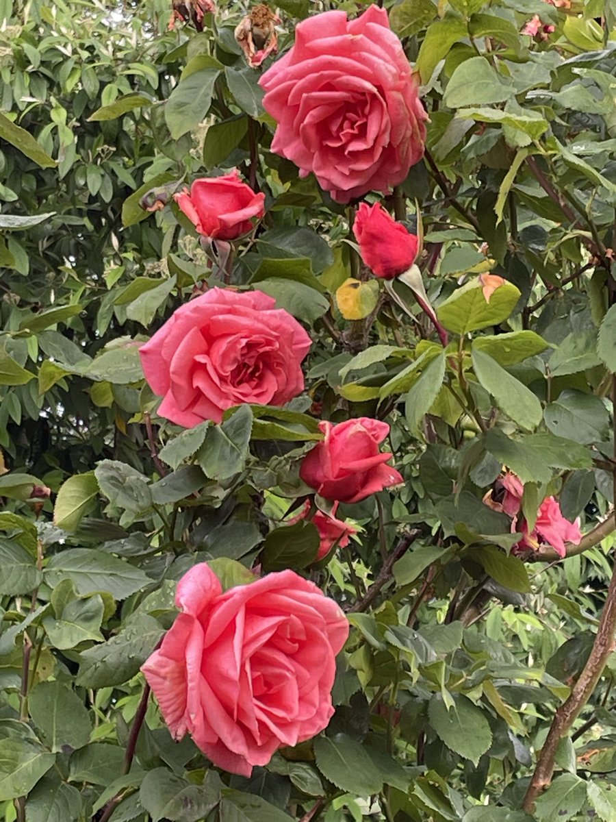 Good Morning Friends. This Garden really enjoyed last nights rain