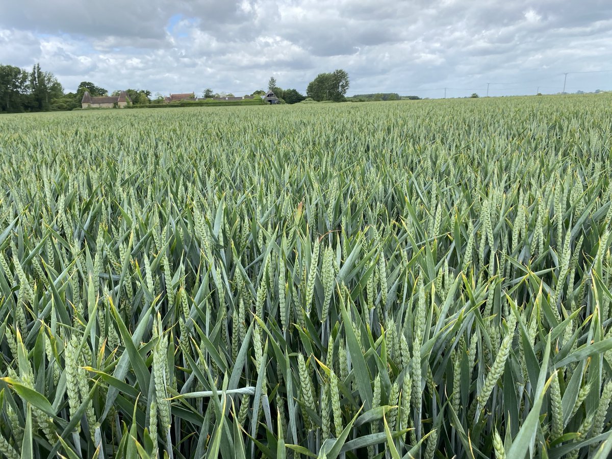 Nonington Farms (@noningtonfarms) on Twitter photo After a 5mm of rain & more on the way 🤞 To apply or not to apply solid N protein dressing - test results back <a href="/HillCourtFarm/">Hill Court Farm</a> protein prediction 12.9% & spec will be reached without any further N. Keep 💴 in the bank #NEfficiency #IFM After a 5mm of rain & more on the way 🤞 To apply or not to apply solid N protein dressing - test results back <a href="/HillCourtFarm/">Hill Court Farm</a> protein prediction 12.9% & spec will be reached without any further N. Keep 💴 in the bank #NEfficiency #IFM