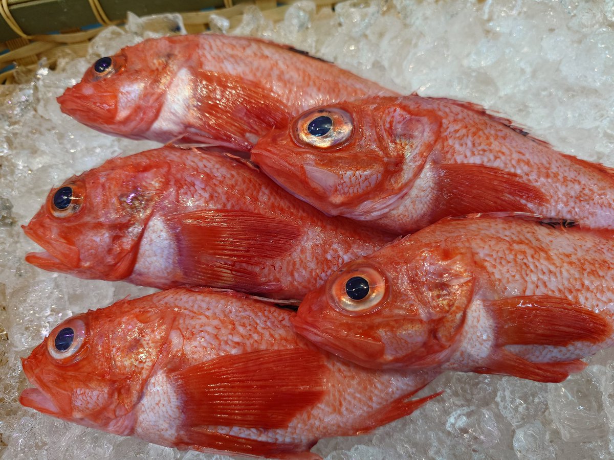 魚忠長久手店の苅谷です
本日はコレ！
岩手県産 天然キンキ
煮付が
最高に美味しい高級魚！
是非お求めください
ご来店お待ちしてます
#ヤマダネコ アクキー🎁
#uochu
#ピアゴパワー長久手南店
#魚忠長久手店