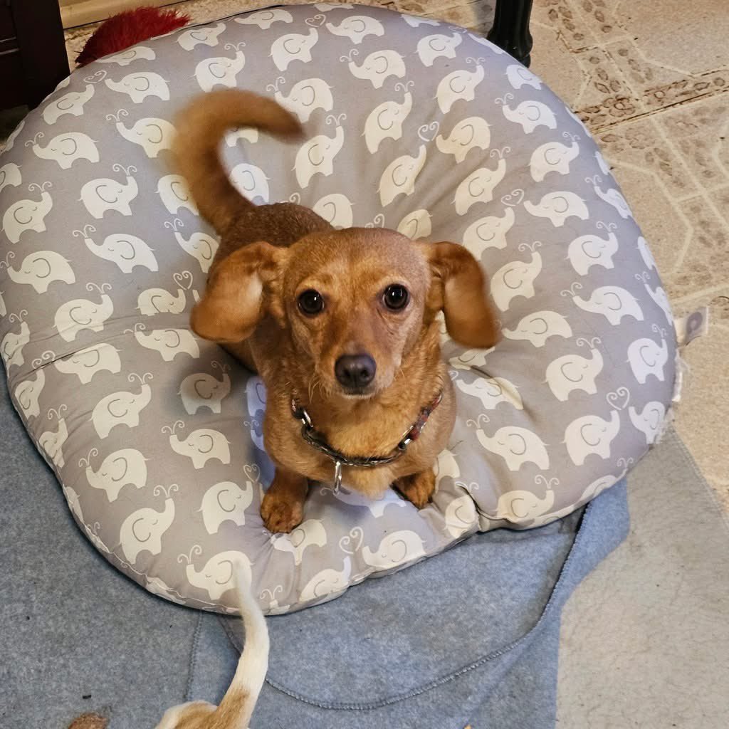 OPH_Rescue's tweet image. Forget fetch. Forget chew toys. She’s an old soul in a 1-2 yr old, 13lb body. Ms. Mama is a perfect little lap dog who tolerates other pups, but lives for human connection!

Learn more about your tiny cuddle therapist here! ophrescue.org/dogs/14396