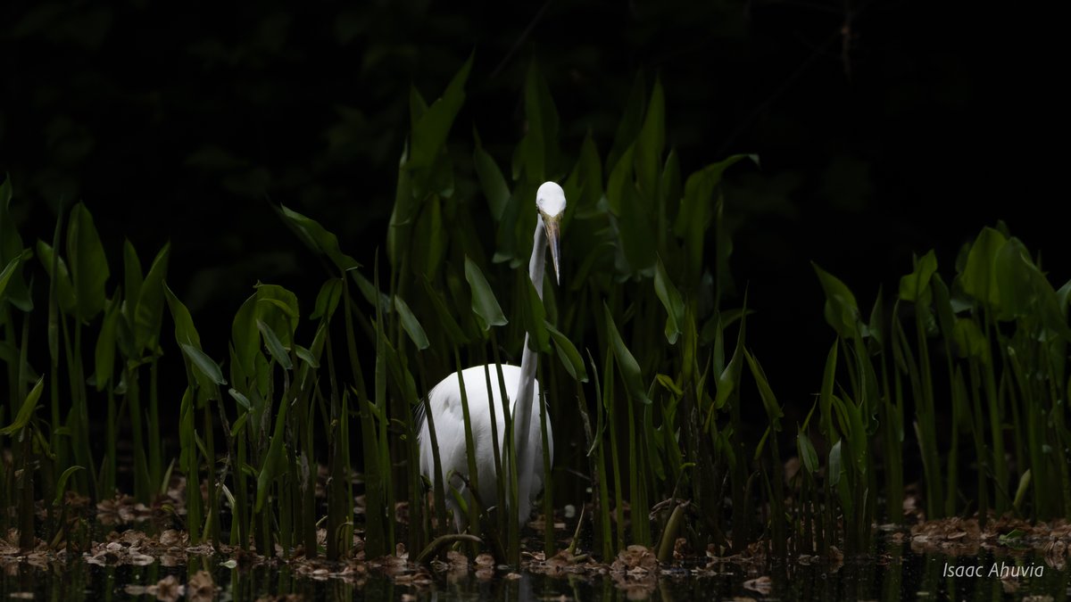 Isaac Ahuvia (@isaacahuvia) on Twitter photo On a gloomy day in Central Park, I leaned into the low light for this shot of a Great Egret
#birds #birding #birdphotography #naturephotography #birdsseenin2024 <a href="/BirdCentralPark/">Manhattan Bird Alert</a> On a gloomy day in Central Park, I leaned into the low light for this shot of a Great Egret
#birds #birding #birdphotography #naturephotography #birdsseenin2024 <a href="/BirdCentralPark/">Manhattan Bird Alert</a>
